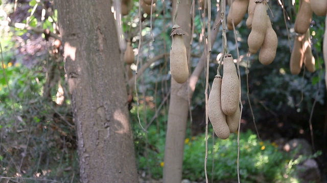 The ripe fruits of the sausage tree in shallow DOF
