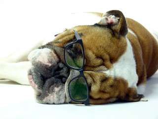 english bulldog