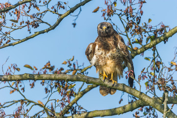 Mäusebussard auf einem Ast rüttelt sein Federkleid