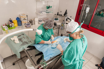 Les vétérinaires  chirurgiens opèrent  une chatte d'une ovariectomie. L'ablation chirurgicale de ovaires..Un matériel de laboratoire chirurgicale, une anesthésie générale.
