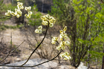 Tree branch with blooming yellow buds.