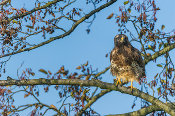 Mäusebussard plüstet sich auf