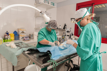 Les vétérinaires  chirurgiens opèrent  une chatte d'une ovariectomie. L'ablation chirurgicale de...