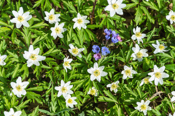 Purple flowers on a background of young greens and white flowers
