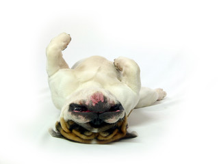english Bulldog