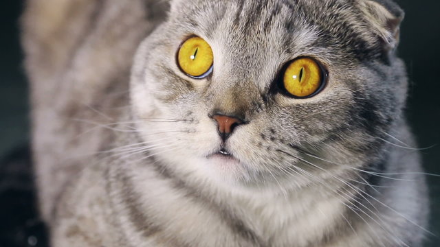 Scottish Fold cat with wide eyes watching