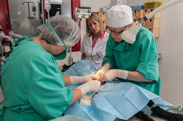 Les vétérinaires  chirurgiens opèrent  une chatte d'une ovariectomie. L'ablation chirurgicale de ovaires..Un matériel de laboratoire chirurgicale, une anesthésie générale.