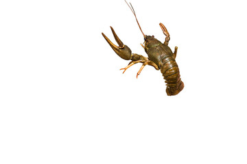 Crayfish on a white background.