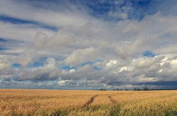 Beautiful clouds over the wheat field