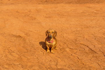 Obraz premium Dog sitting