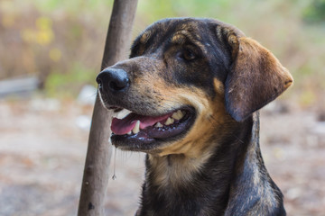 dog looking at camera with happy face