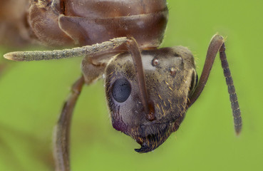 Cabeza de hormiga Lasius grandis