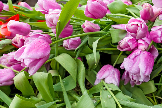 image of beautiful tulips closeup