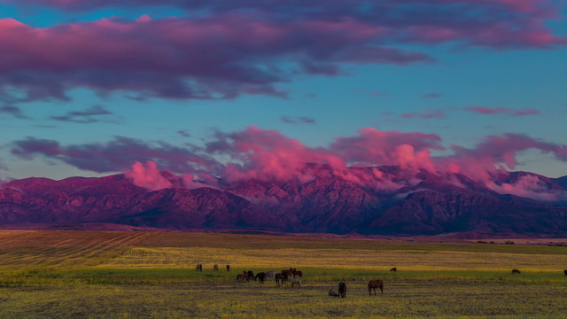 4K Timelapse. Horses grazing on the field in the mountains