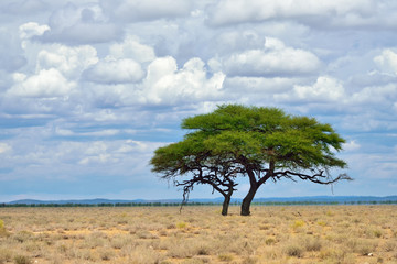 Fototapeta na wymiar Etosha, Namibia, Africa