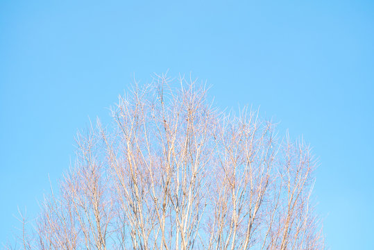 青空と枯れ木