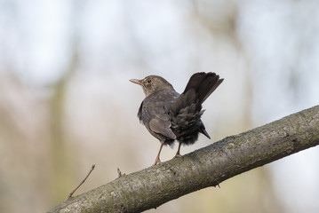 Kos © arek0michalak