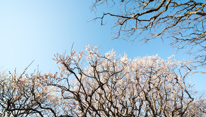青空と梅の花