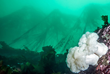 Scuba diving in British Columbia