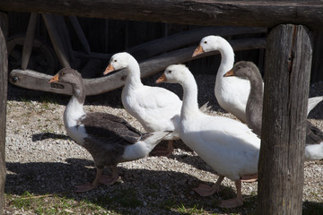 Geese walking on the ground