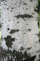 Birch bark