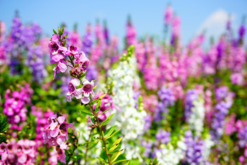 Forget me not flower purple and pink