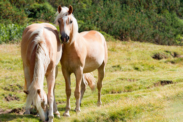 Obraz na płótnie Canvas Wild horses - National Park of Adamello Brenta / Brown and white horses that graze in the mountains. National Park of Adamello Brenta, Val di Fumo. Trentino Alto Adige, Italy.