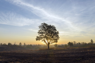 Old lone oak in the field