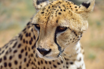 Africa. Namibia. Cheetah