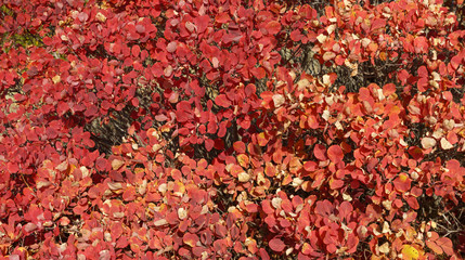 Lush red foliage of autumnal bush as natural background.