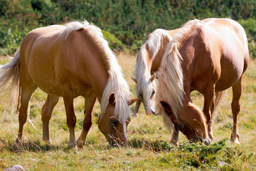 Naklejka na ściany i meble Wild horses - National Park of Adamello Brenta / Brown and white horses that graze in the mountains. National Park of Adamello Brenta, Val di Fumo. Trentino Alto Adige, Italy.
