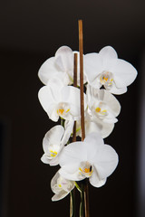 White orchids on black backgroud