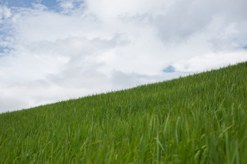 Green field and sky