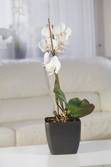 White orchids in a pot at interior