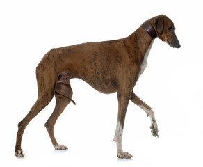 brown azawakh hound