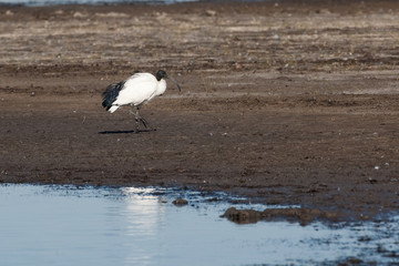 Ibis sacré