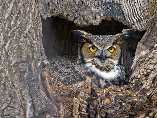 Great Horned Own in Nest