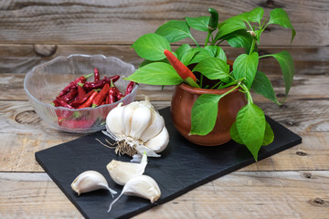 cooking ingredients and spices such as chili and garlic on a blackboard to cut and prepare them for cooking, along with a chili plant
