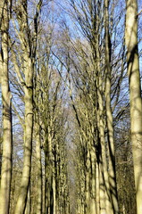 Obraz premium Allée hêtres forêt 