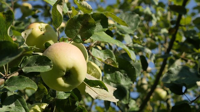 Tasty bicolor organic fruit on apple tree against sky 4K 2160p 30fps UHD footage - Natural background made of apples on the tree 4K 3840X2160 UltraHD video 