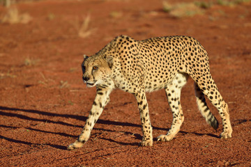 Africa. Namibia. Cheetah