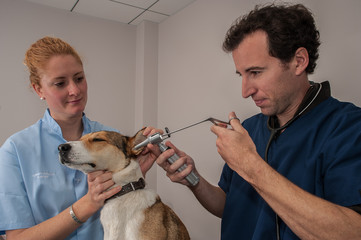 Consultation chez le vétérinaire  ; examen général ; des oreilles; épillet; vaccination ;...