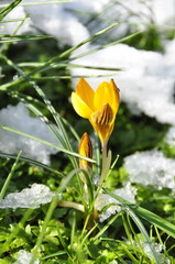 Fleur de crocus, printemps jardin 