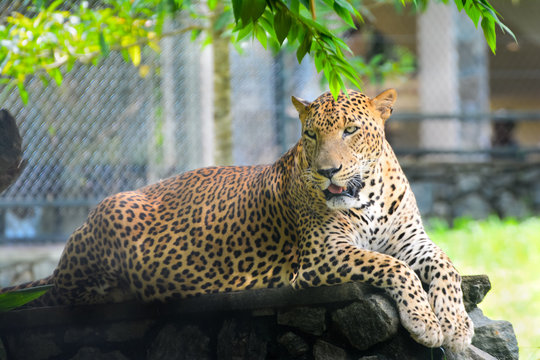 Sri Lankan Endemic Leopard At Pinnawala Open Air Zoo