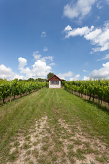 cottage in summer vineyards