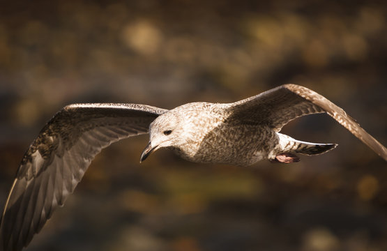A close up of a young European Herring Gull, Larus argentatus in flight