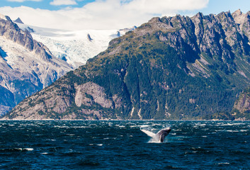 Fototapeta premium Humpback whale breaching