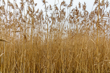 Dry grass texture over frozen white winter sky. Winter backgroun