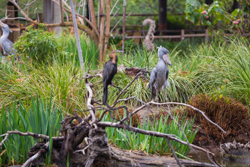 Rare Relative of the Extinct Dodo Bird © Joshua Rainey