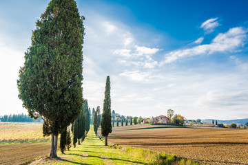 The plant and the vineyard in the beautiful countryside of Lucignano in Tuscany